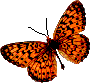 [butterfly]